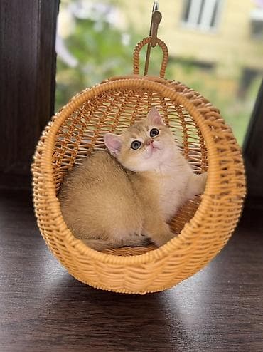 Скотиш Страйт (Шотландская прямоухая), 2 месяца, Девочка, Золотая шиншилла, Приучена к лотку, Проглистована, С документами at lalafo.kg Скотиш Страйт (Шотландская прямоухая), 2 месяца, Девочка, Золотая шиншилла, Приучена к лотку, Проглистована, С документами