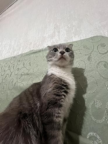 ориентальная длинношерстная кошка: Кошка даром: Скотиш Фолд (Шотландская вислоухая), 4 года, Девочка, Приучена к лотку — 4
