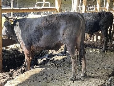 байтал минги: Продаю | Бык (самец) | На откорм | Привязанные — 1