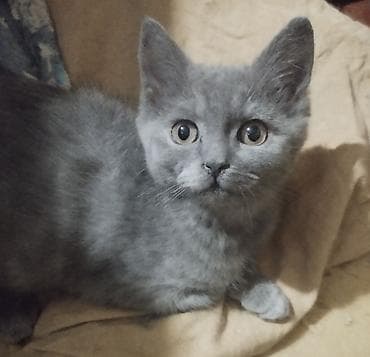 3 месяца, Мальчик, Серый, Приучена к лотку at lalafo.kg 3 месяца, Мальчик, Серый, Приучена к лотку