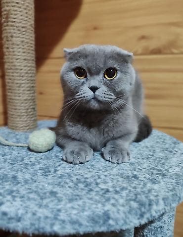 Мышыктар: Скотиш Фолд (Шотландиялык шалпаң кулак), 2 жаш, Ургаачы, Көгүлтүр, Лотокко барууга үйрөтүлгөн, Курттардан тазаланган, Эмделген — 3