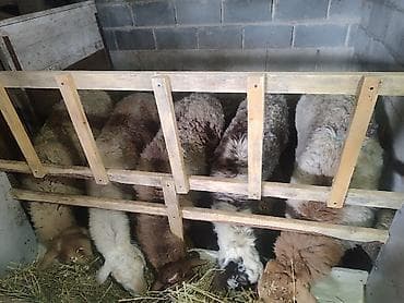 яйца биг 6: Продаю | Овца (самка) | Полукровка | Для разведения | Матка — 5