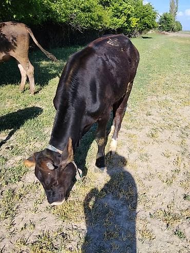 сингапурская кошка купить: Продаю | Тёлка | Алатауская | На откорм — 1