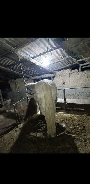 Продаю | Кобыла (самка)