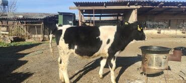 дом животных: Продаю | Тёлка | Голштин | Для молока | Племенные — 7