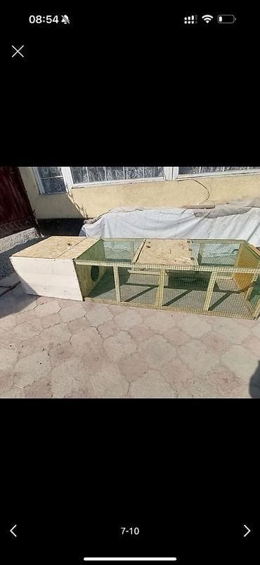 мускусные утята: Цена от 7000 и выше в зависимости от размеров. Уяча, гнездо с — 10