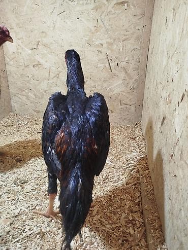 ящик сатам: Продаю | Куры — 1