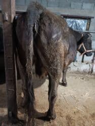 наполнитель для животных: Продаю | Корова (самка) | Алатауская | Для разведения, Для молока | Племенные, Стельные — 6