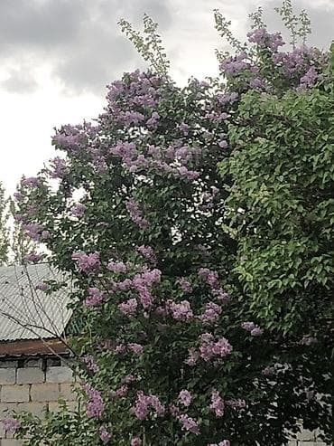 сирень цветы: Сирень обыкновенная, куст крупный, с обильным весенним цветением — 2