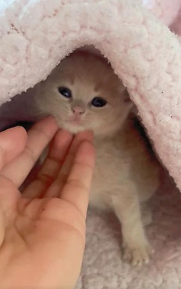 барханный кот: Скотиш Страйт (Шотландская прямоухая), 1 месяц, Мальчик, Метис — 1