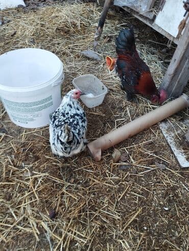 купить бумагу а4 оптом бишкек: Продаю кур породы карликовые цены от 600 до 800 сом есть кохинхины — 3