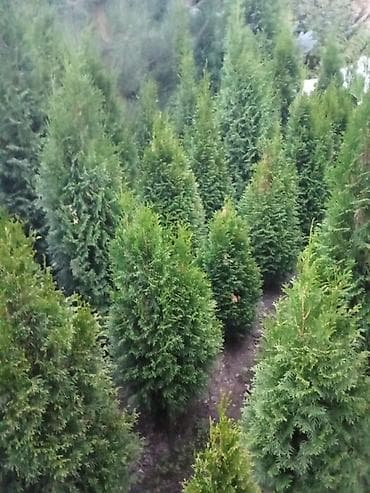балык кумара: Европадан алынып келип, өзүбүздүн шартта өстүрүлгөн декоративдүү — 2