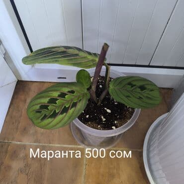 фруктовые корзины: Монстера Альба, традисканция зебрина,Дифенбахия, Сингониум — 8