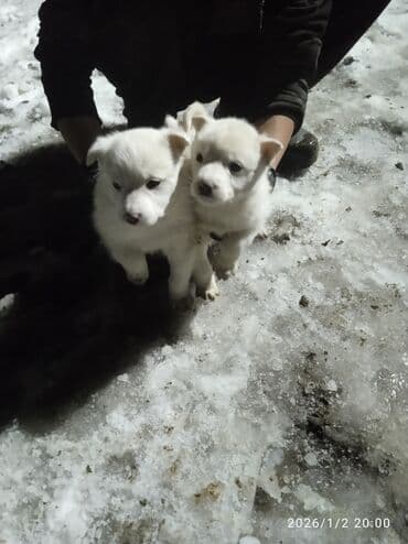мал айдаган иттер: Щенки белого окраса - На фото — два пушистых белых щенка небольшого — 1