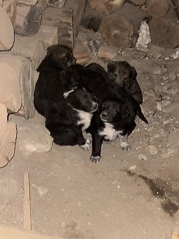 Щенки метисы, помёт из нескольких малышей. Окрас разный: - черные с