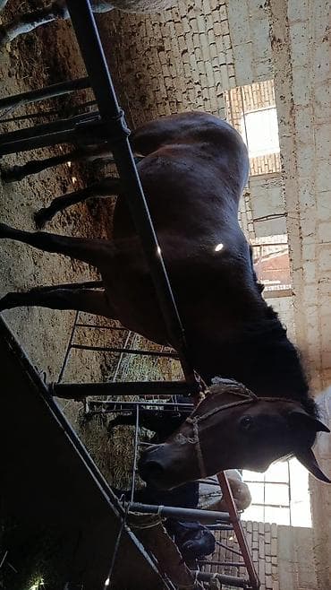 продаю мёд: Продаю | Кобыла (самка) | На забой — 7