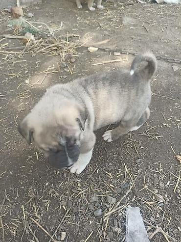 Щенок (кобель) крупной породы с мощным костяком и плотным