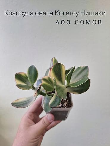 арбузов: 🌿 Комнатные цветы (укоренённые черенки/молодые растения/взрослые — 6