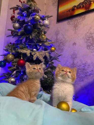 щенки бульдога: Британская короткошёрстная, 1 месяц, Мальчик, Рыжий, Приучена к лотку — 3