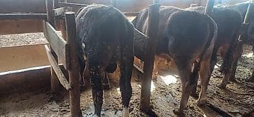 Продаю | Бык (самец) | На откорм