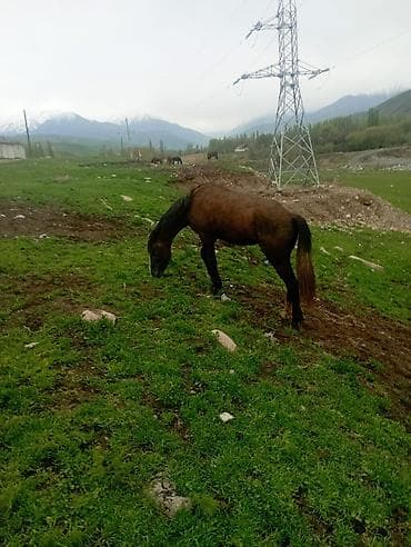 кобыла на забой: Продаю | Кобыла (самка) | Для разведения — 3