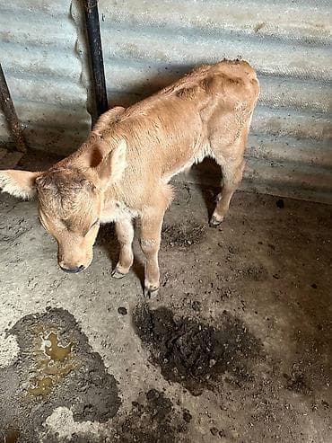 кой козу беловодский: Продаю | Музоо, торпок | Для разведения — 3