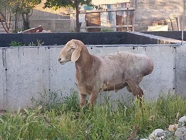 Продаю | Баран (самец) | Арашан | Для разведения | Осеменитель, Племенные at lalafo.kg Продаю | Баран (самец) | Арашан | Для разведения | Осеменитель, Племенные