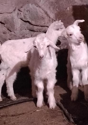 маленький кролик: Продаю | Козлёнок | Зааненская | Для разведения | Племенные — 10