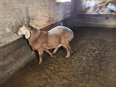 услуги ветеринара: Продаю | Ягненок, Баран (самец) | Арашан | Для разведения | Племенные, Осеменитель — 1