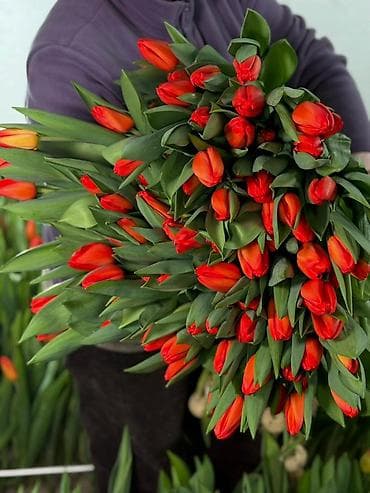 спал диван: 🌷 Тюльпаны на продажу! Свежие, качественные, выращиваем сами. С — 4