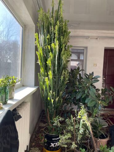 кактус игрушка повторюшка бишкек: 🚨 Срочносрочно продается в связи переездом .Молочай,кактус, растение — 3