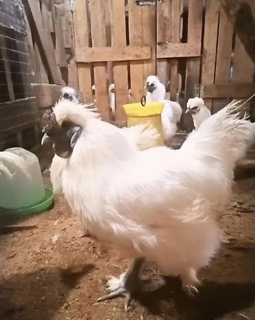 Продаю | Куры, Петух