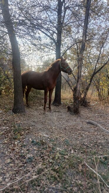 французкий бульдог цена: Продаю | Жеребец | Рабочий — 3