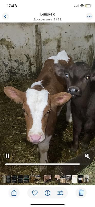 для быков: Продаю | Корова (самка) | Для молока | Привязанные — 6