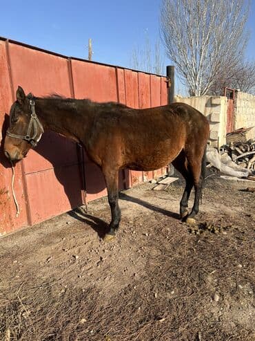 кой союп: Сатам | Бээ (ургаачы) | Көбөйтүү үчүн | Асыл тукумдуу — 3