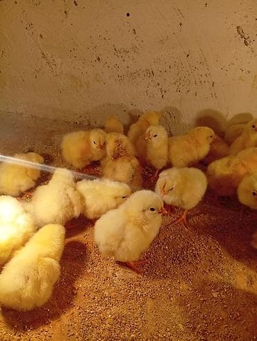 дамашный курица: Продаю | Цыплята | На забой — 1