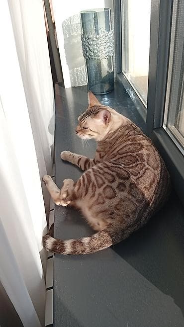 Мышыктар: Бенгальская кошка (окрас снежный/сепия с крупной розеткой) - Порода — 3