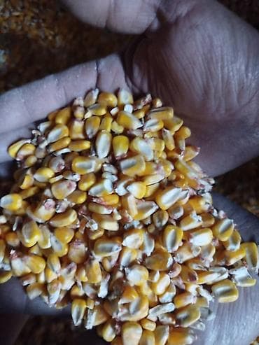 Кукуруза (зерно) продаю обьем есть - Цельные сухие кукурузные зерна — 2