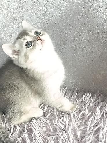 котята сибирской кошки: Скотиш Страйт (Шотландская прямоухая), 1 месяц, Девочка, Серебристая шиншилла, Приучена к лотку, Проглистована — 9