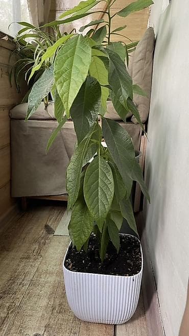 фикус керли: Авокадо - Домашнее горшечное дерево из косточки, сформировано из двух — 5