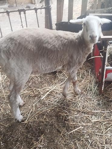 эркек ит ош: Сатам | Ургаачы кой (ургаачы) | Көбөйтүү үчүн | Ургаачы — 6