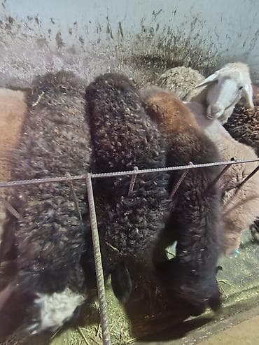 кармушка для овец: Продаю | Овца (самка) | Для разведения | Матка — 2