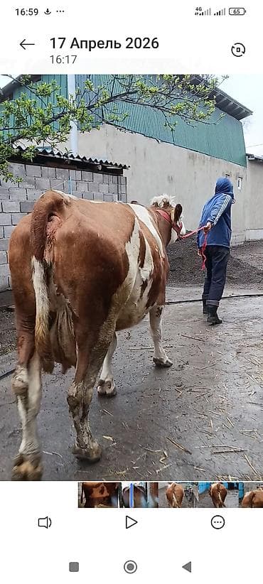 ручной доильный аппарат: Продаю | Корова (самка) | Симментальская | Для молока — 2