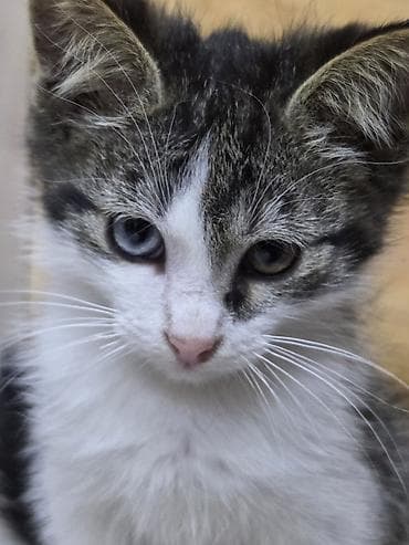 Кошка даром: Беспородная, 2 месяца, Мальчик at lalafo.kg Кошка даром: Беспородная, 2 месяца, Мальчик