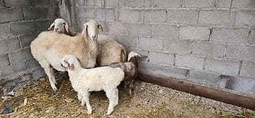 собака кане корсо: Продаю | Овца (самка) | Для разведения | Матка — 2