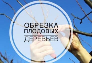 питинитка бу: Обрезка плодовых деревьев и кустарников Прививка и Обработка деревьев — 1