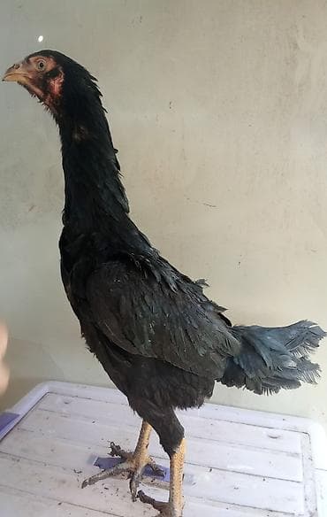 Козы, козлы: Продаю | Куры | Бойцовая | Для разведения — 6