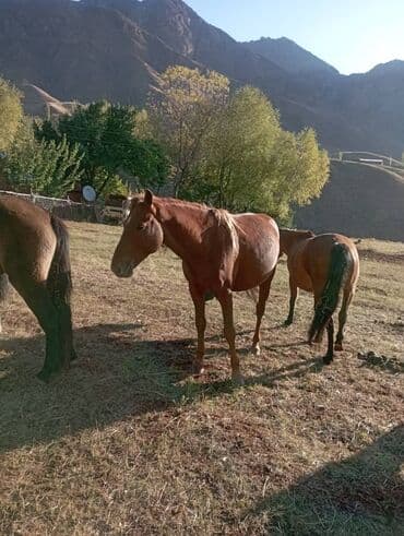 дом попугая: Продаю | Конь (самец) | Рабочий | Племенные — 2