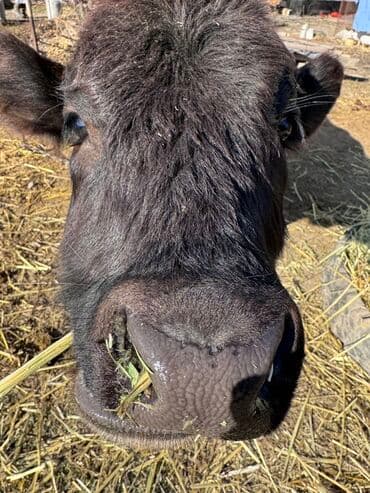 продам французского бульдога: Продаю | Бык (самец) | На откорм | Привязанные — 6