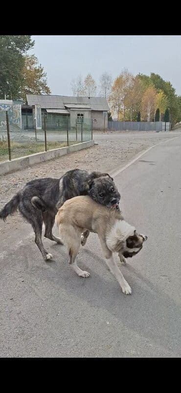 купить собаку доберман: Пастушья/стороживая собака крупного формата (кыргыз добот/старотипная — 12